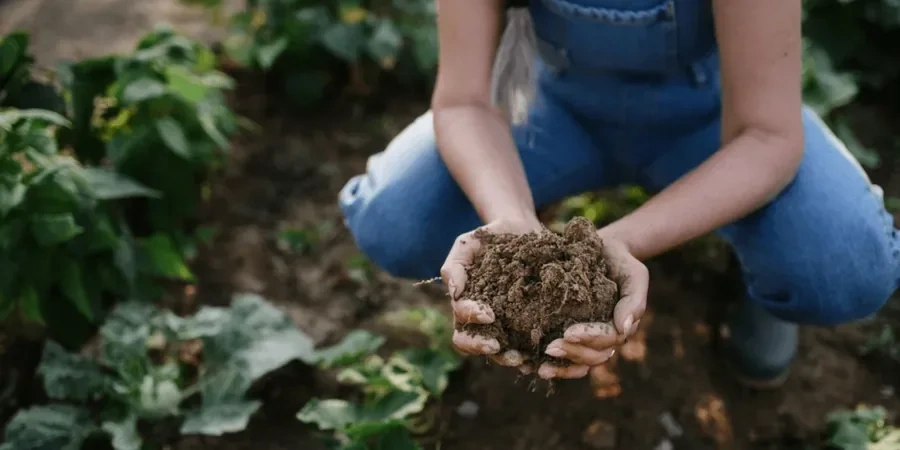 Illustrative image of Organic soil management in Bunbury